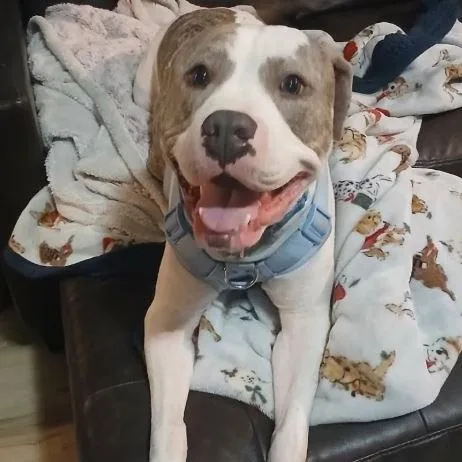 Santana