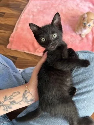 A baby small-sized male Domestic Short Hair cat named Gus Gus for adoption in Honolulu, HI