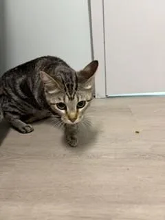 Cleo