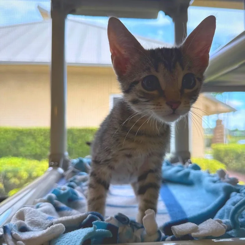 A baby small-sized male Brown / Chocolate Domestic Short Hair cat named Hendrix for adoption in Naples, FL