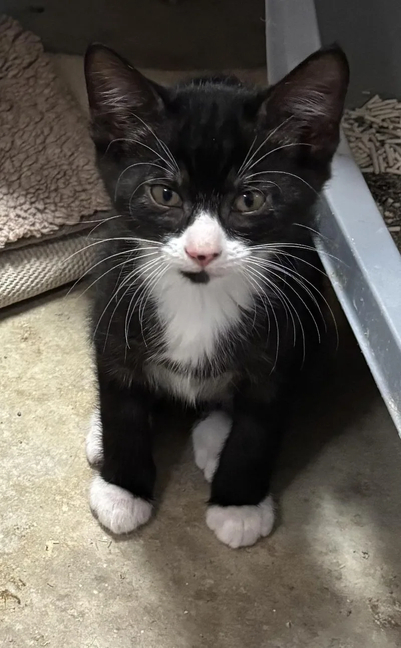A baby medium-sized male Domestic Short Hair cat named Bruno & Luke for adoption in Paramus, NJ
