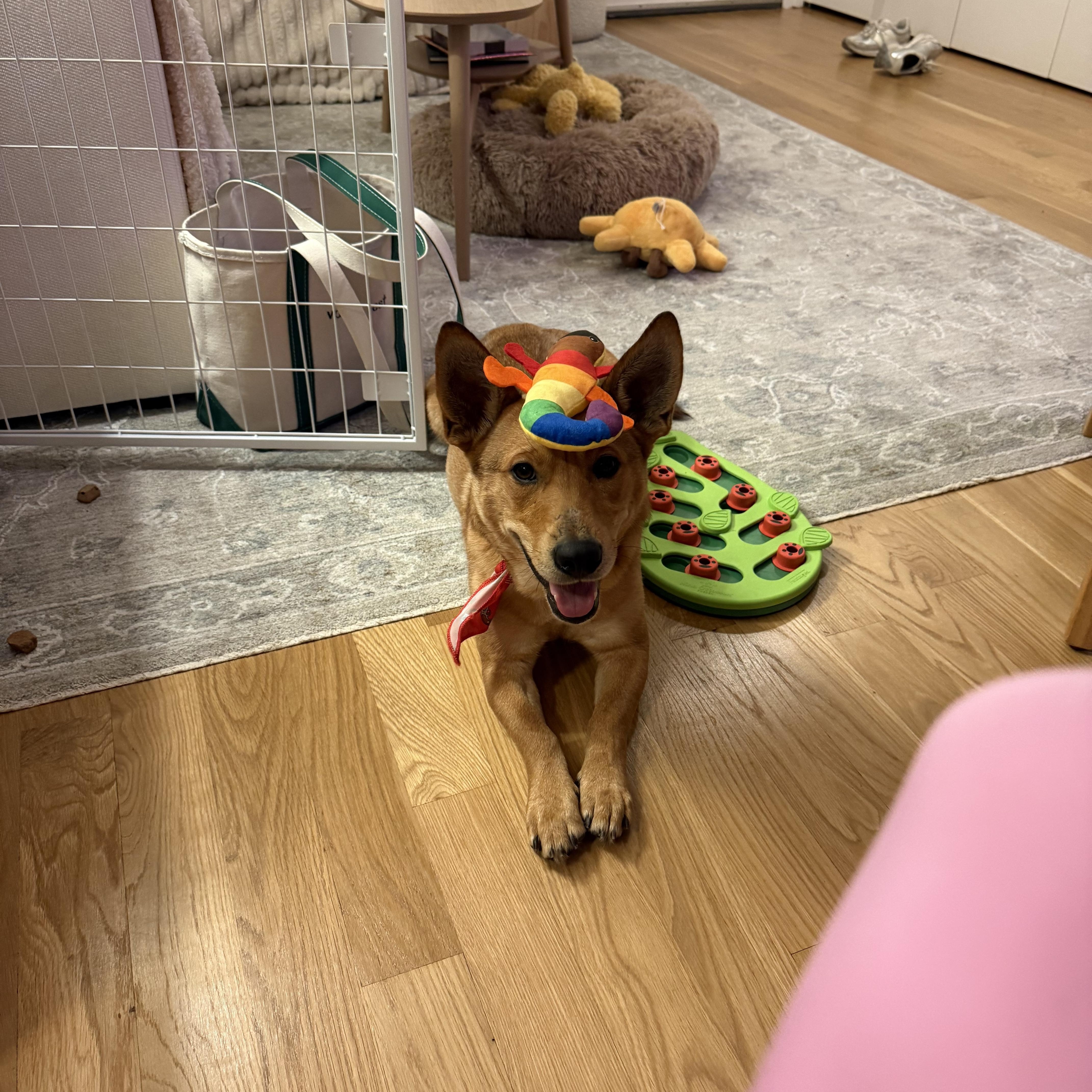 An adult medium-sized male Apricot / Beige Corgi dog named Kahil for adoption in Brooklyn, NY