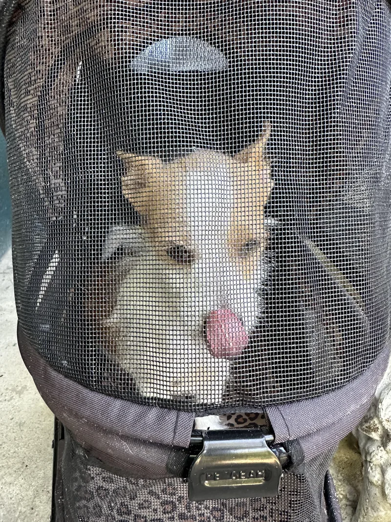 A young small-sized female Apricot / Beige Chihuahua dog named Tori for adoption in Citrus Springs, FL