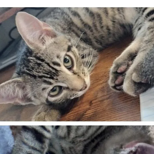 A baby small-sized male Brown / Chocolate Domestic Short Hair cat named Thermopen for adoption in Westminster, CA