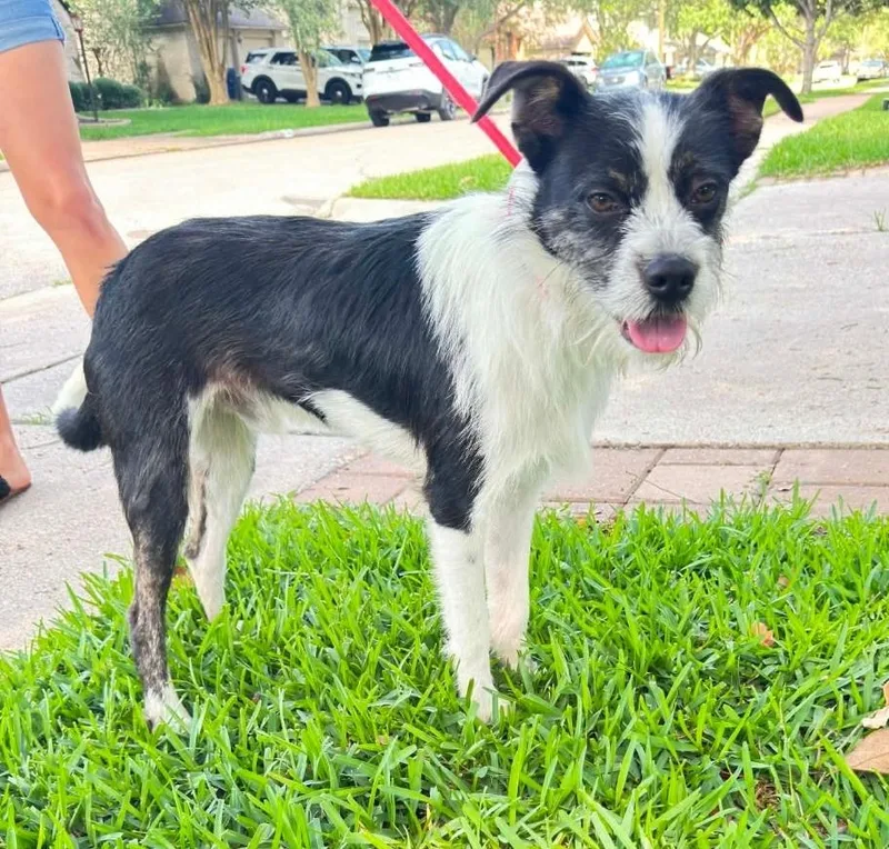 An adult small-sized male Black Terrier dog named Rico for adoption in Friendswood, TX