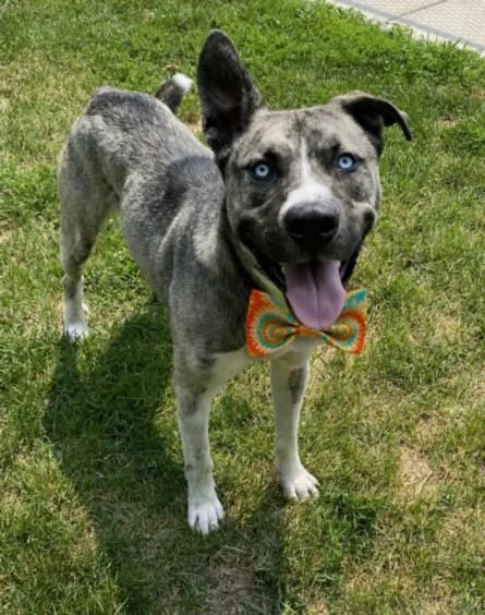 A young large-sized male Siberian Husky dog named Brady for adoption in Clinton Township, MI