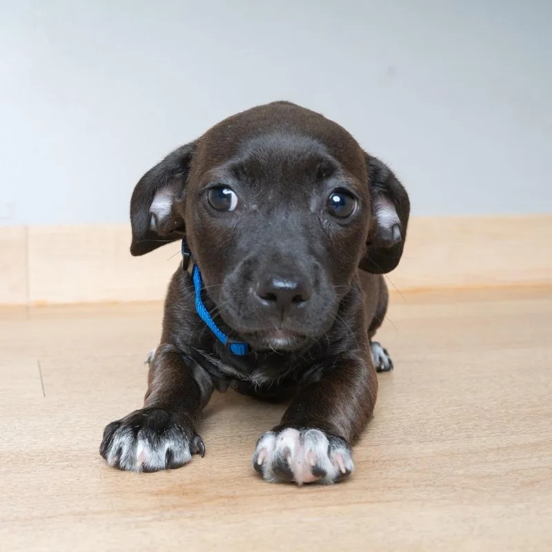 A baby small-sized female Black Dachshund dog named Mustard D for adoption in Minnetonka, MN