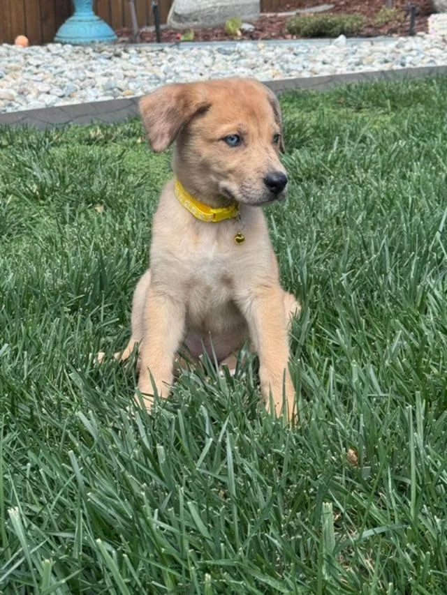 A young medium-sized female Australian Shepherd dog named Indy for adoption in Littleton, CO