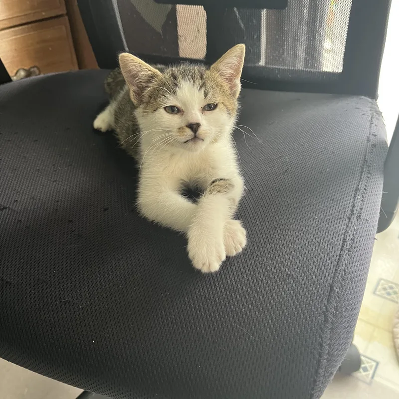 A young medium-sized female Tabby (Brown / Chocolate) Domestic Short Hair cat named Lila for adoption in Butte, MT