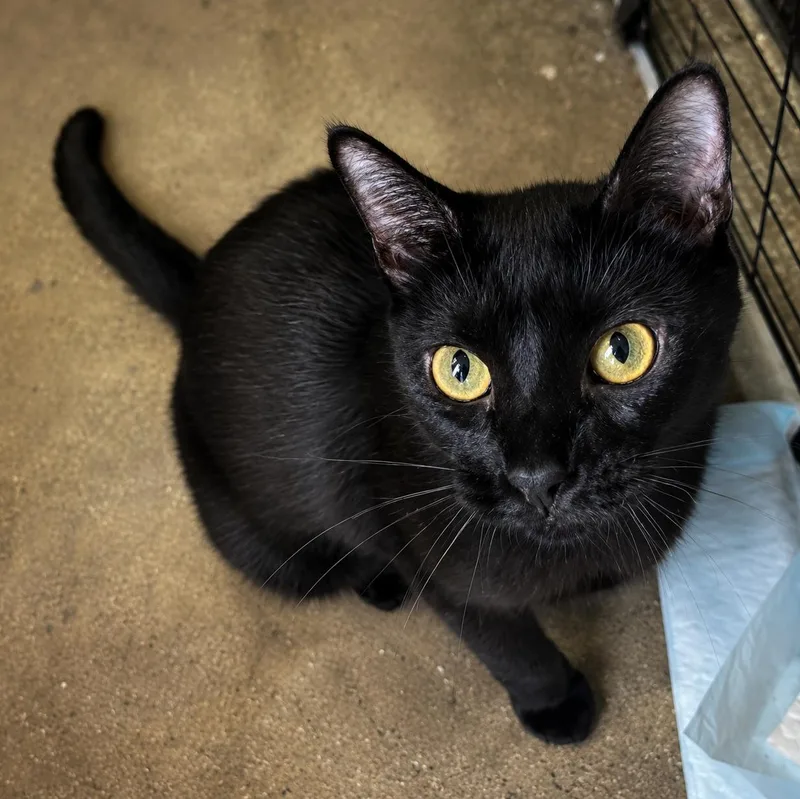 An adult medium-sized female Black Domestic Short Hair cat named Cleopatra for adoption in Houston, TX