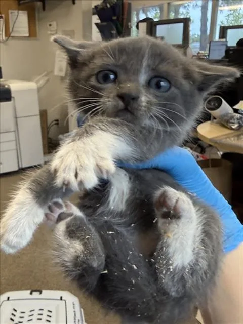 A baby small-sized female Gray / Blue / Silver Domestic Short Hair cat named Feather for adoption in Woodland, CA
