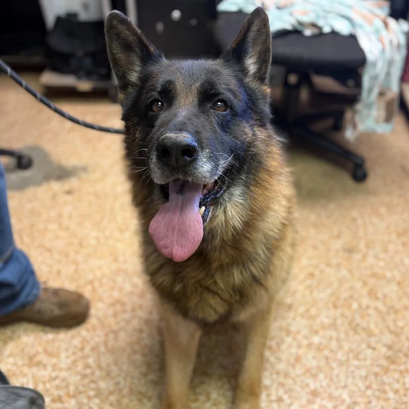 A senior large-sized male Brown / Chocolate German Shepherd Dog dog named Beau for adoption in Chehalis, WA