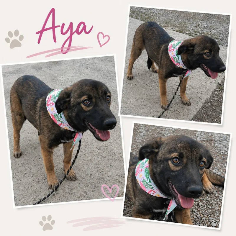 Aya thumbnail 3