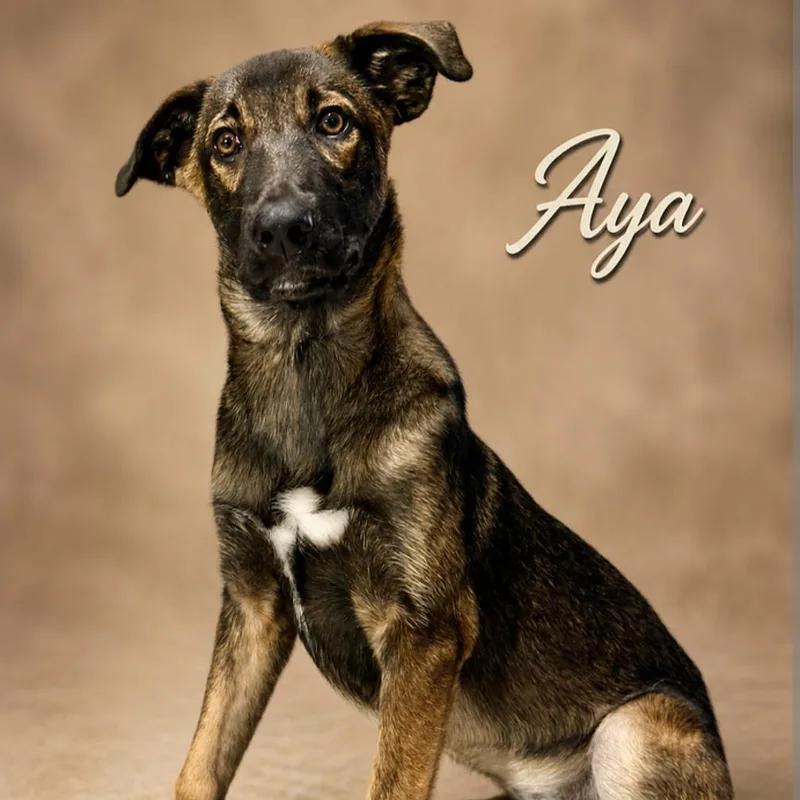 Aya thumbnail 4