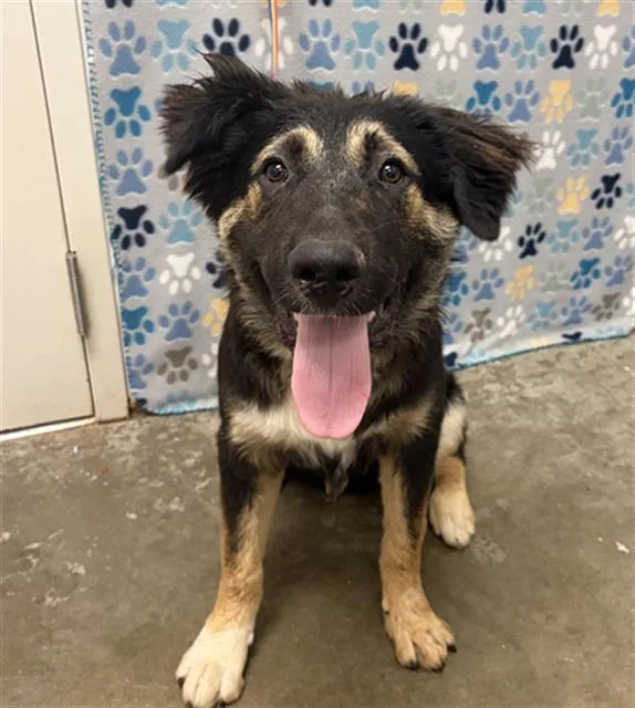 A young small-sized male German Shepherd Dog dog named Blake for adoption in Rosenberg, TX