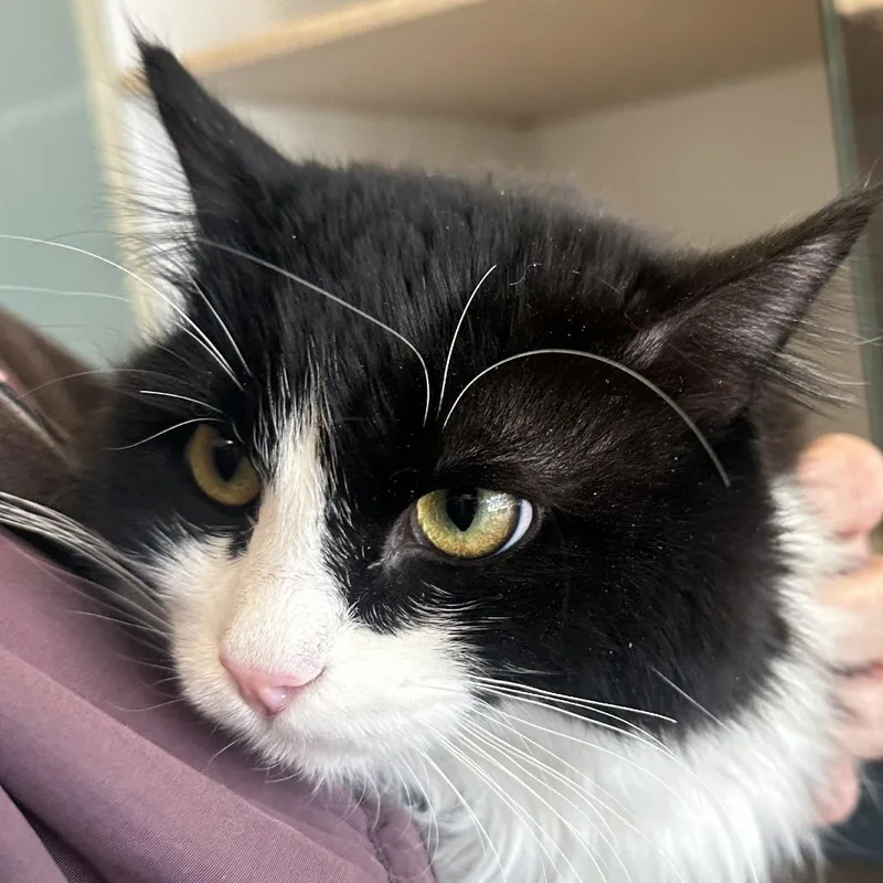 Inkberry thumbnail 2