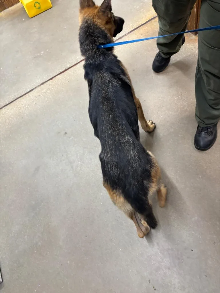 A young medium-sized female German Shepherd Dog dog named Ethel for adoption in Douglasville, GA