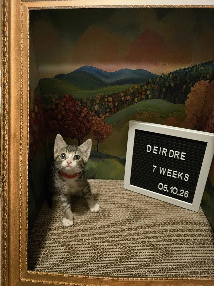 A baby small-sized female Domestic Medium Hair cat named Deirdre for adoption in O'Fallon, MO