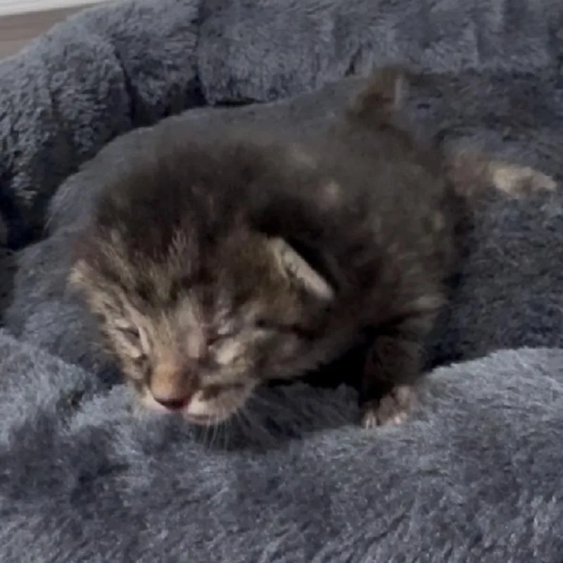 A baby small-sized male Black Domestic Short Hair cat named Theodore for adoption in League City, TX