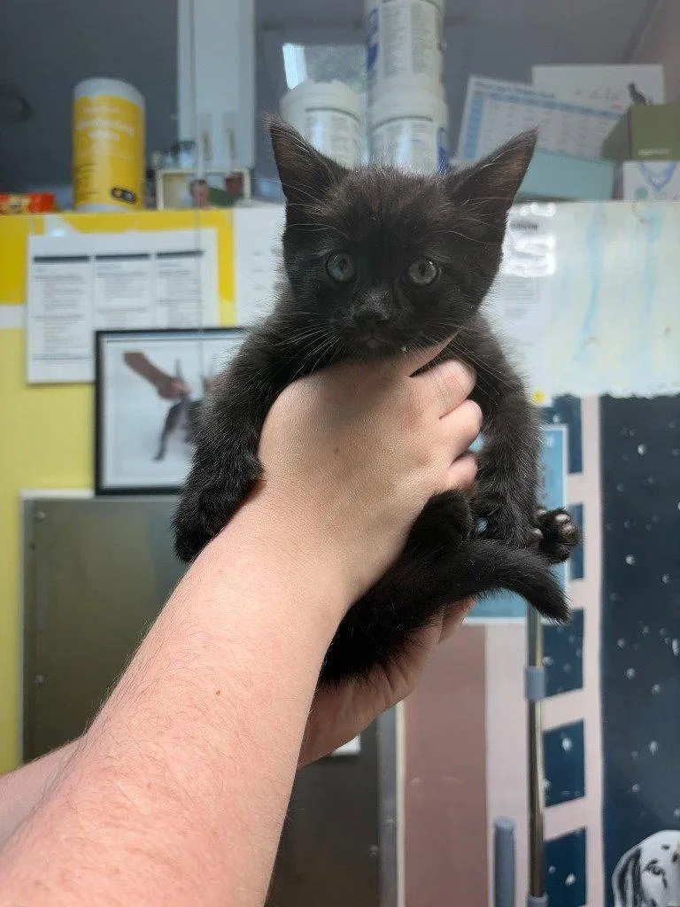 A baby small-sized male Black Domestic Short Hair cat named Tucker for adoption in Lovingston, VA