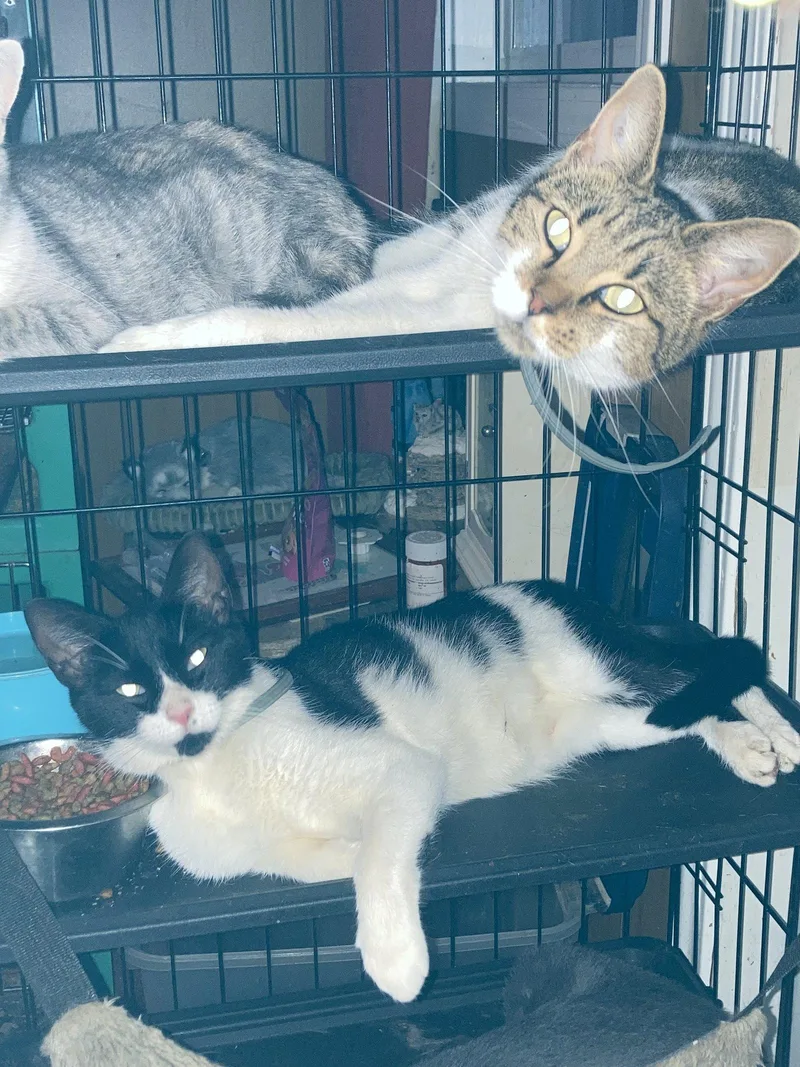 An adult small-sized female Domestic Short Hair cat named Latte for adoption in Chatham, VA