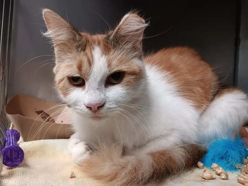 A young medium-sized female Domestic Short Hair cat named Melina for adoption in New Braunfels, TX