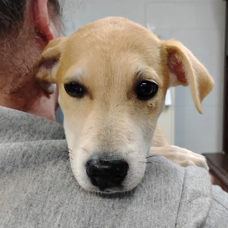 A baby small-sized female Yellow / Tan / Blond / Fawn Mixed Breed dog named Butter Pecan for adoption in Summerville, SC