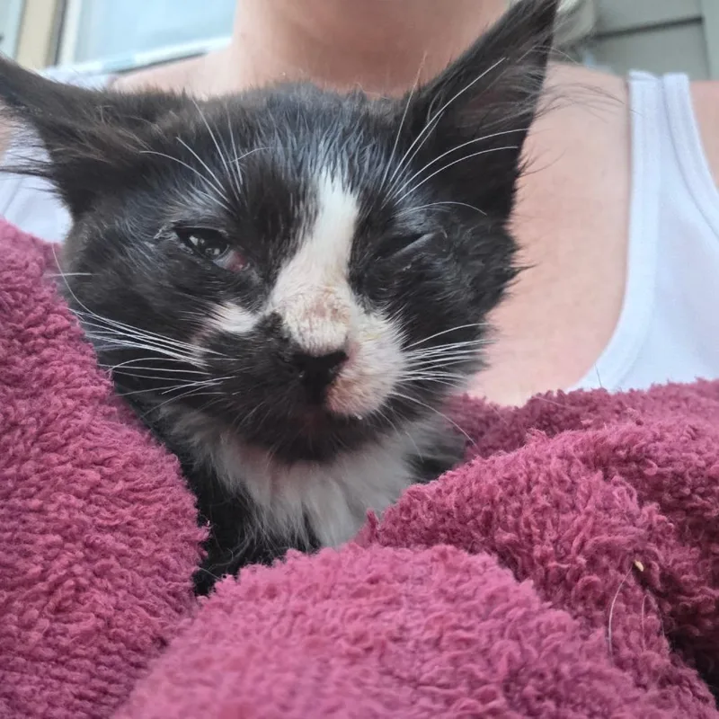 A baby small-sized male White Domestic Medium Hair cat named Cash for adoption in Othello, WA