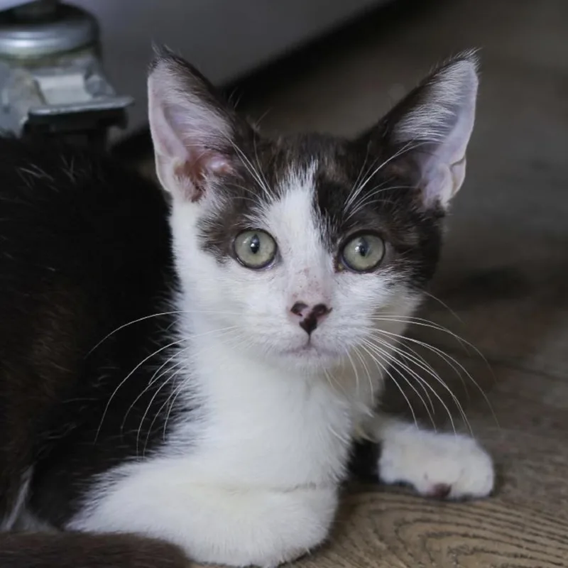 A baby small-sized male Black Domestic Short Hair cat named Jude for adoption in Los Angeles, CA