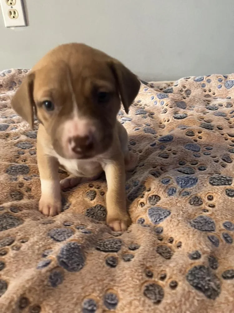 A baby small-sized male Tricolor (Brown, Black, & White) American Bulldog dog named Hershey  Lola Mae for adoption in Lakeland, FL