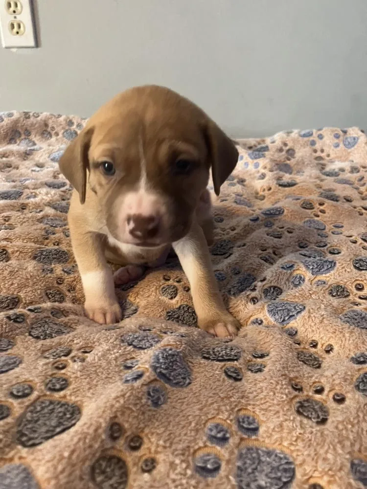 Hershey  Lola Mae thumbnail 2