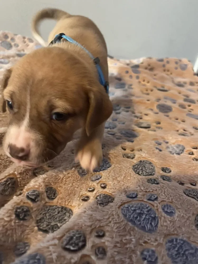 Hershey  Lola Mae thumbnail 3