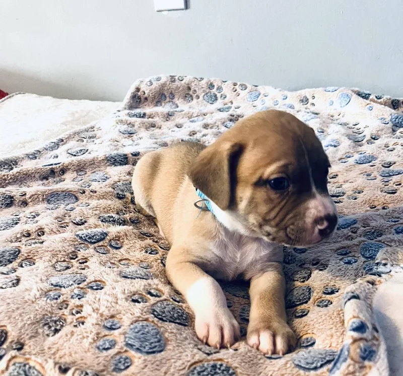 Hershey  Lola Mae thumbnail 4