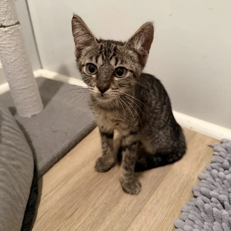 A baby small-sized male Black Domestic Short Hair cat named Ollie for adoption in Santa Fe, TX