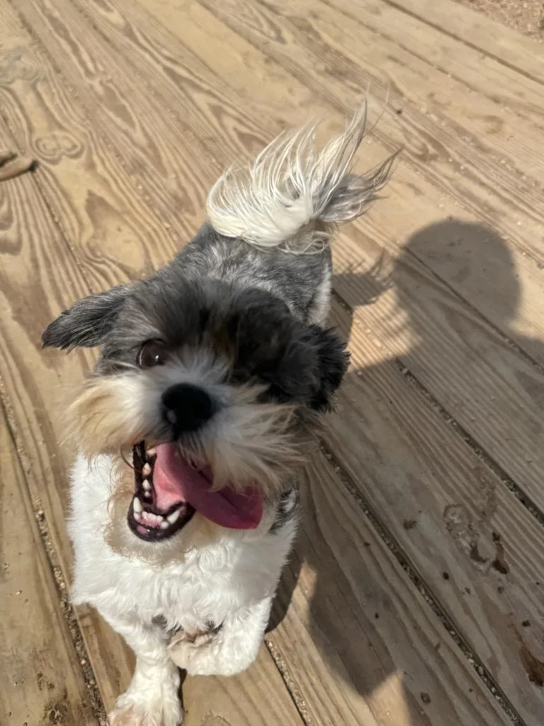 A young small-sized female Shih Tzu dog named Yahtzee for adoption in Hastings, NE