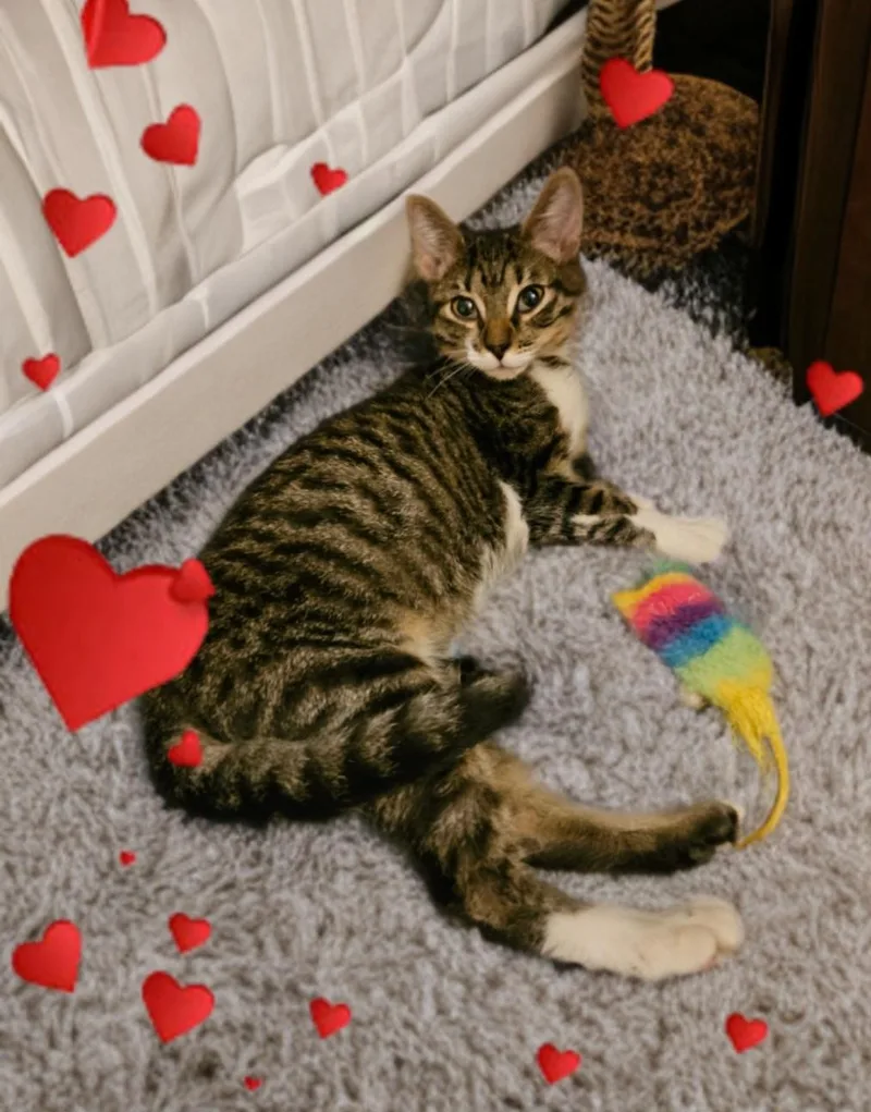 A baby small-sized male Tabby (Brown / Chocolate) Domestic Short Hair cat named Diesel for adoption in Gilbert, AZ