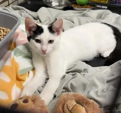 A baby small-sized male Domestic Short Hair cat named Bingo for adoption in Hamilton, NJ