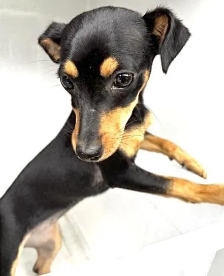 An adult small-sized female Miniature Pinscher dog named A for adoption in Houston, TX