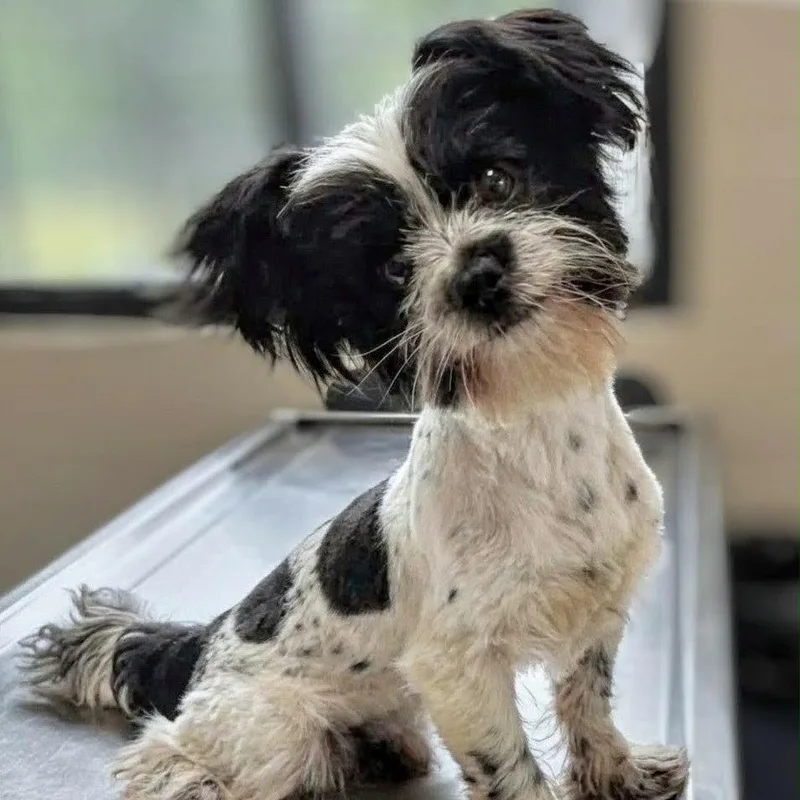 An adult small-sized male Terrier dog named Cosmo for adoption in Griswold, CT