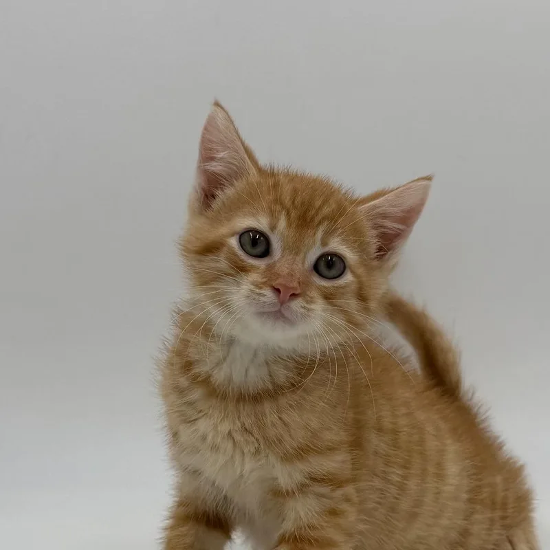 A baby medium-sized male Domestic Short Hair cat named Rocket for adoption in State College, PA