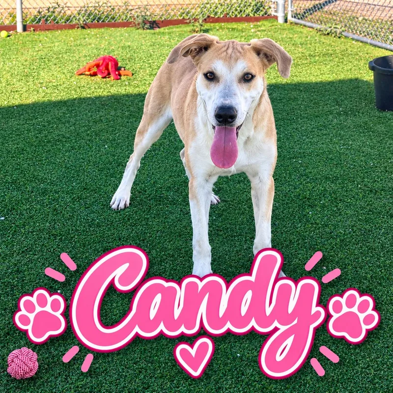 An adult medium-sized female Hound dog named Candy for adoption in Truth or Consequences , NM