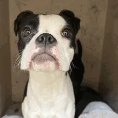 A young small-sized female Black Boxer dog named Sissy for adoption in Indianapolis, IN
