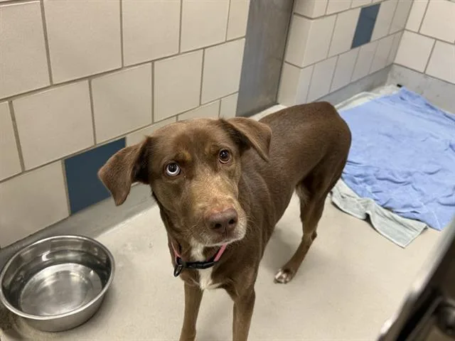 An adult large-sized female Labrador Retriever dog named Cindy Lou for adoption in Grand Prairie, TX