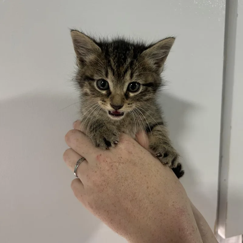 A baby small-sized female Brown / Chocolate Domestic Short Hair cat named Brisket for adoption in Cabot, AR