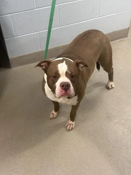 An adult large-sized female Pit Bull Terrier dog named Diamond for adoption in Millersville, MD