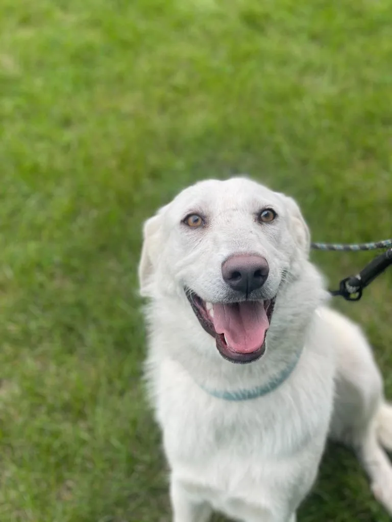 A baby large-sized female Mixed Breed dog named Penelope for adoption in Minot, ND