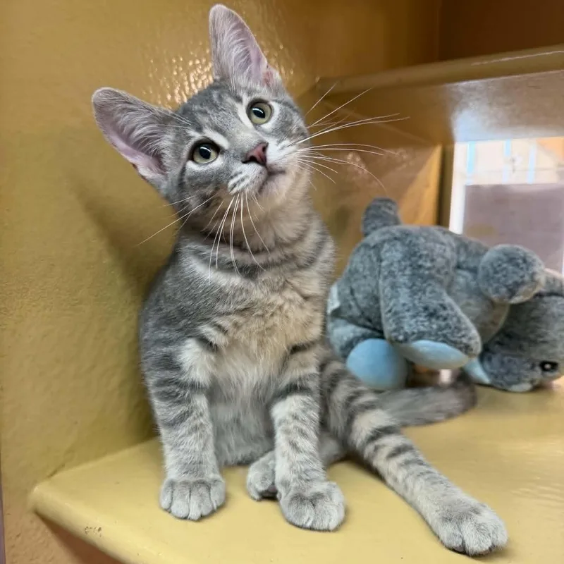 A baby medium-sized male Tabby (Gray / Blue / Silver) Domestic Short Hair cat named Chupacabra for adoption in Martinsville, IN