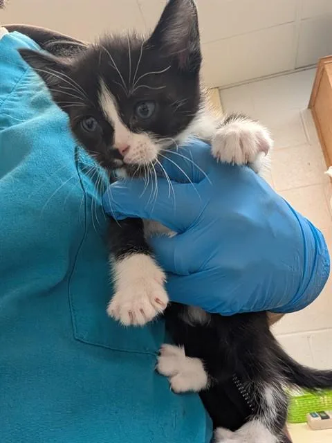 A baby small-sized male American Shorthair cat named A for adoption in Oklahoma City, OK