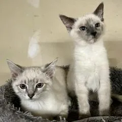 A baby small-sized female Gray / Blue / Silver Siamese cat named Gayle King for adoption in St. Louis, MO