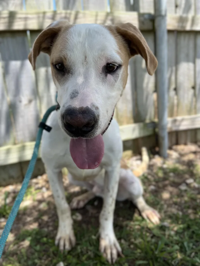 An adult medium-sized male White / Cream Great Dane dog named Boone for adoption in Centerton, AR